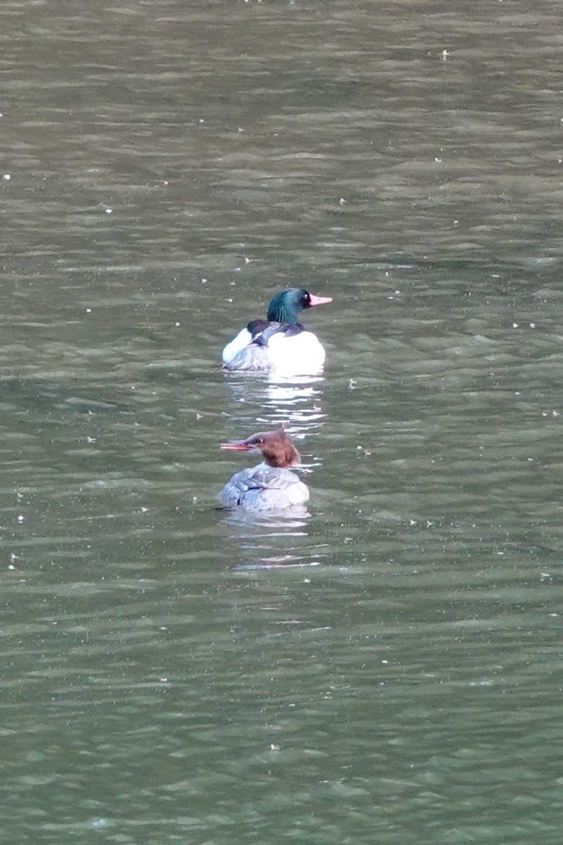 Common Merganser - ML577271091