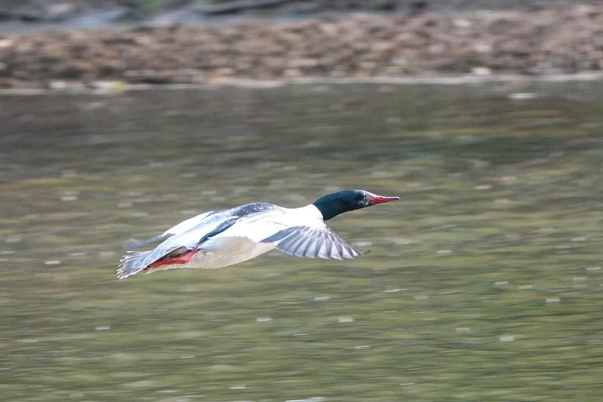 Common Merganser - ML577271291