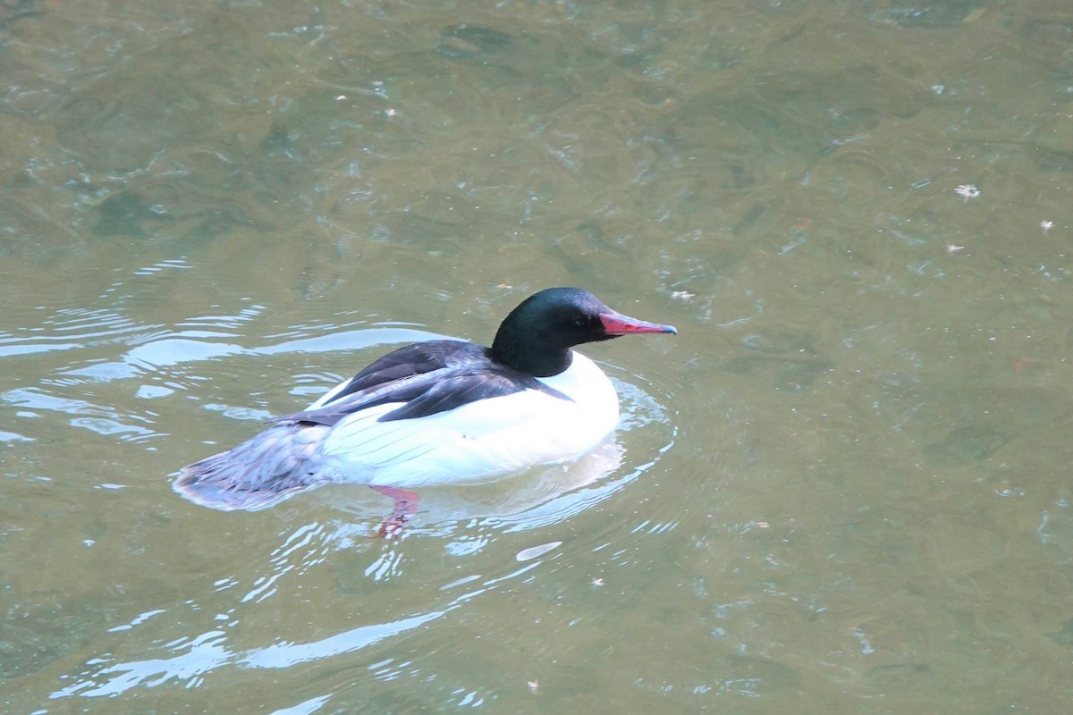 Common Merganser - Doug Johnson