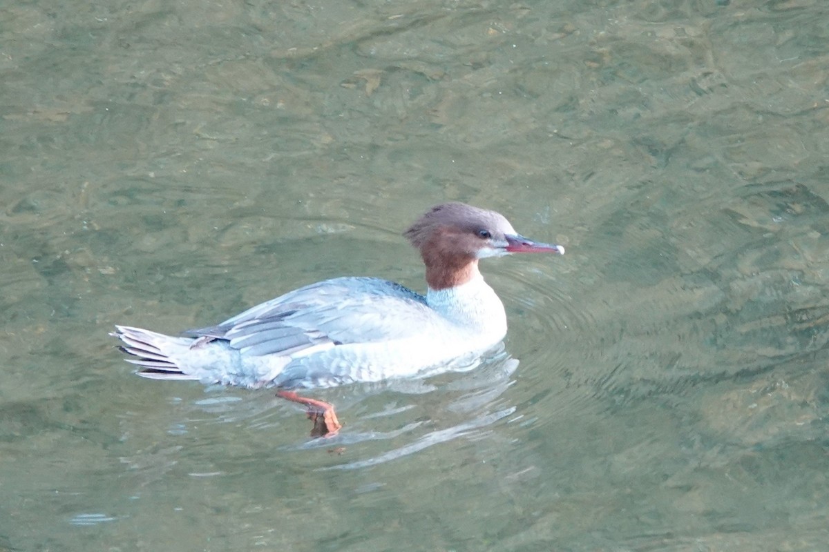 Common Merganser - ML577271551