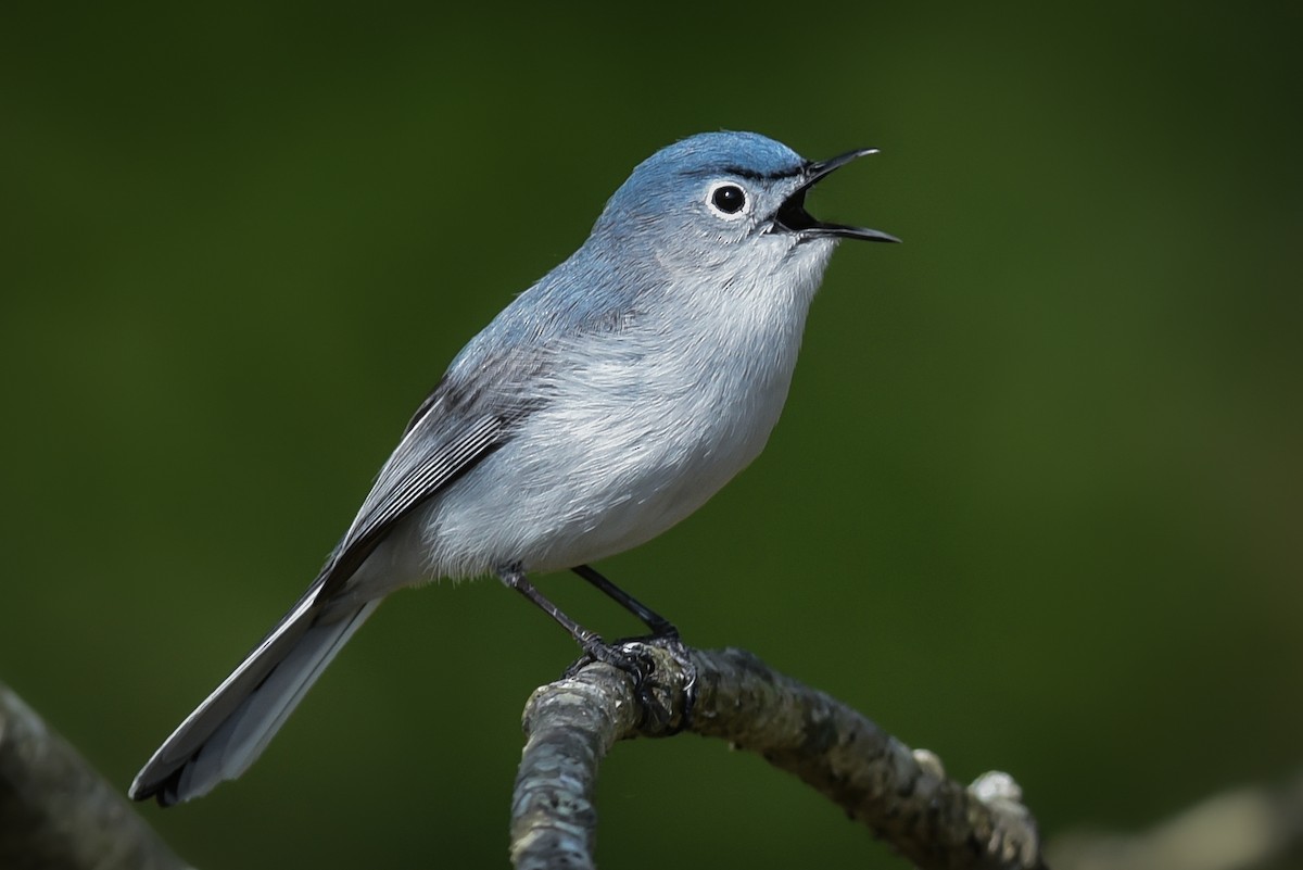 leskot modrošedý - ML577272291