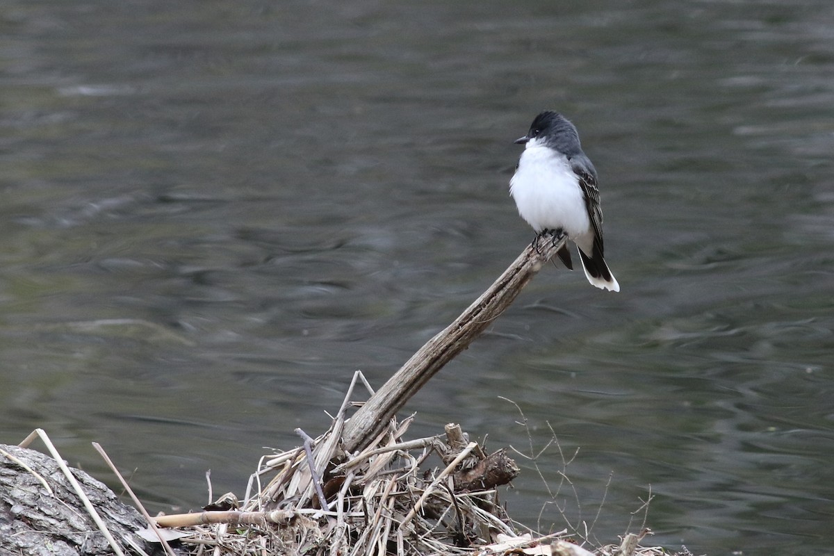 Eastern Kingbird - Margaret Viens