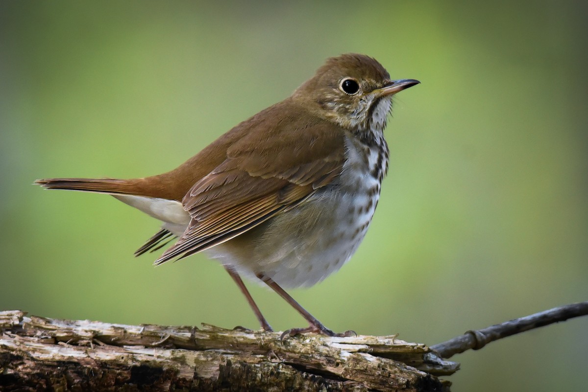 Hermit Thrush - ML577272681