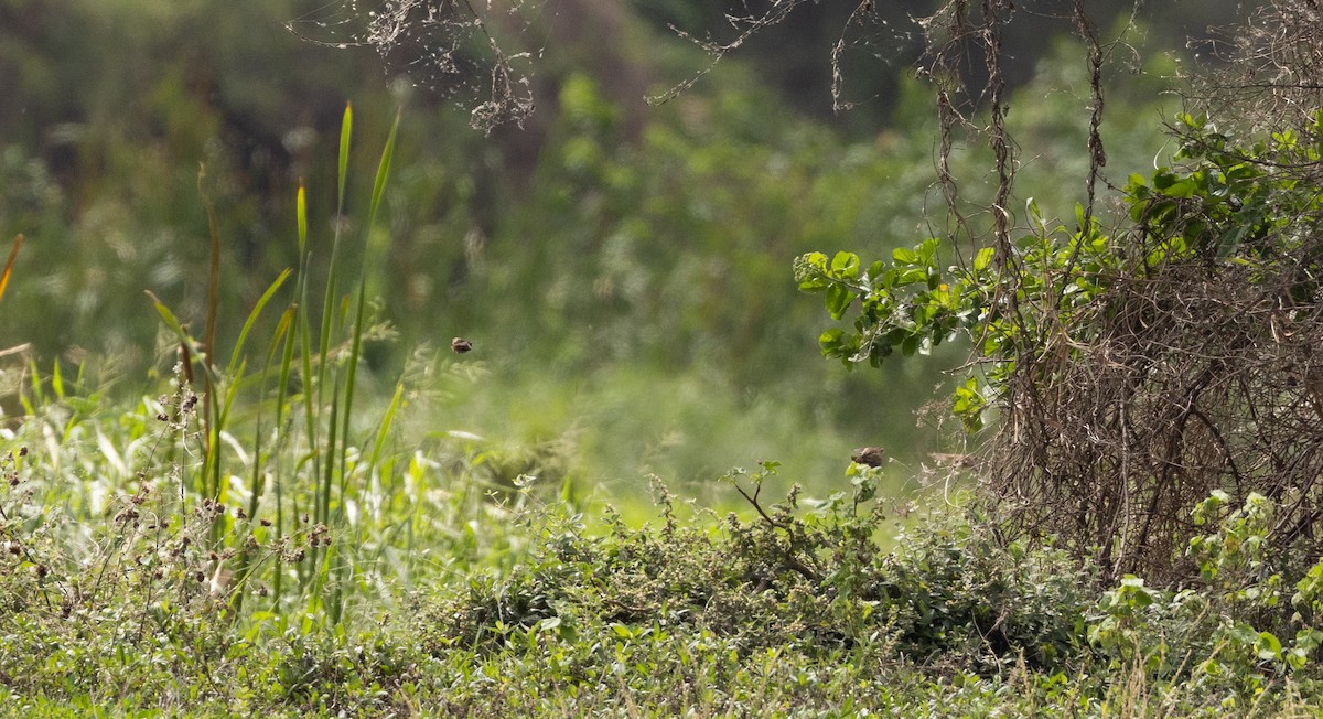 Yellow-crowned Bishop - Jay McGowan