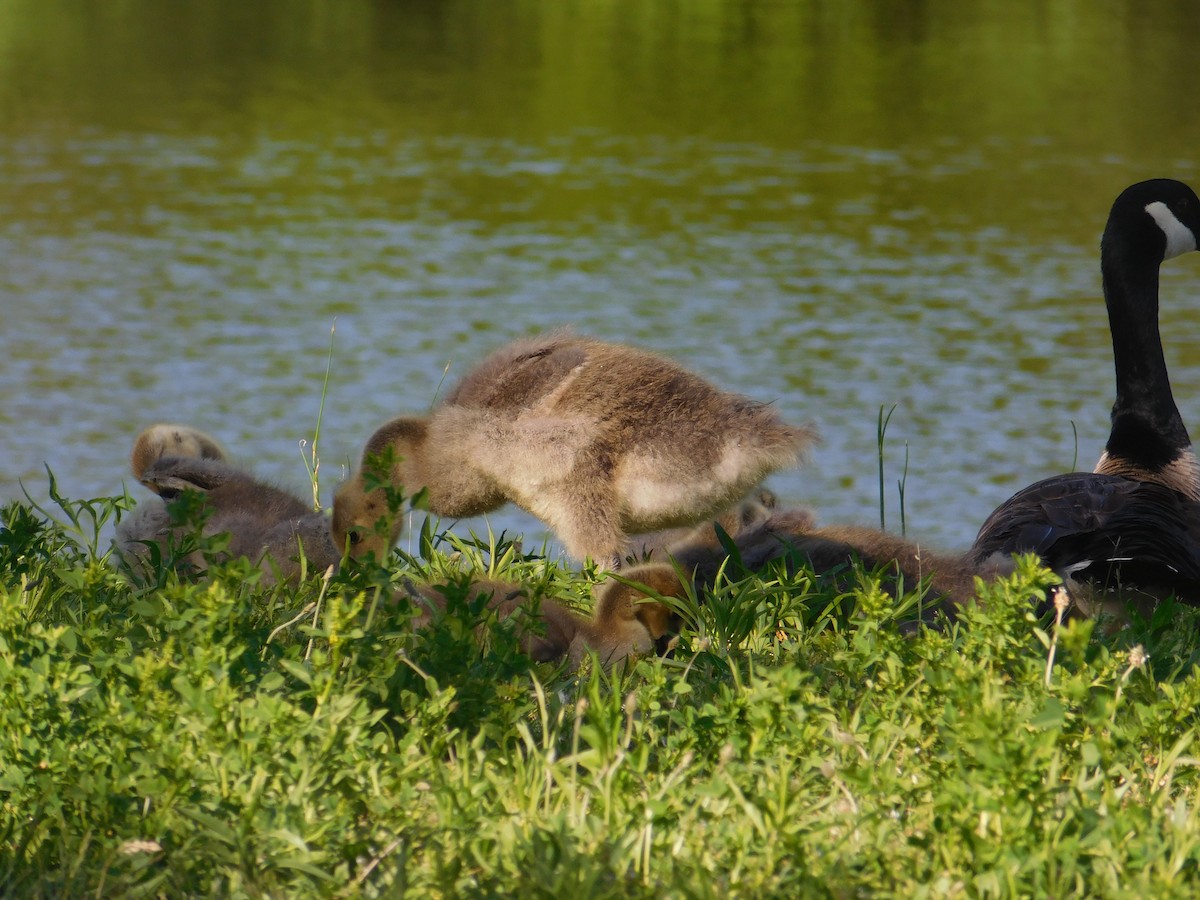 Canada Goose - ML577273711