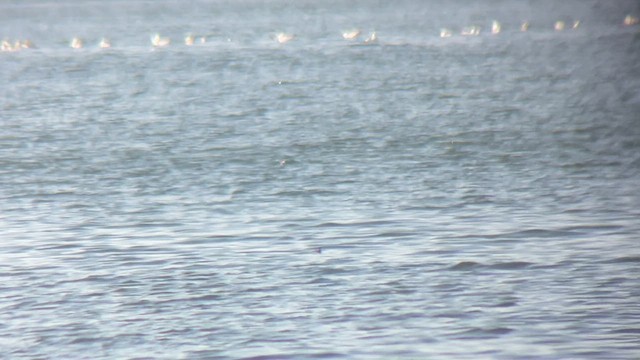 Red-necked Phalarope - ML577273921