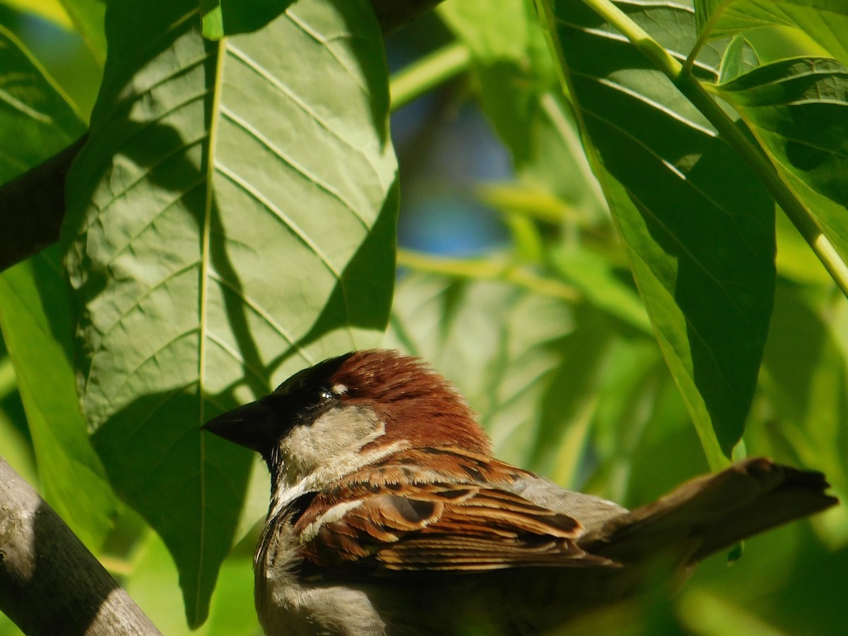 House Sparrow - ML577274051