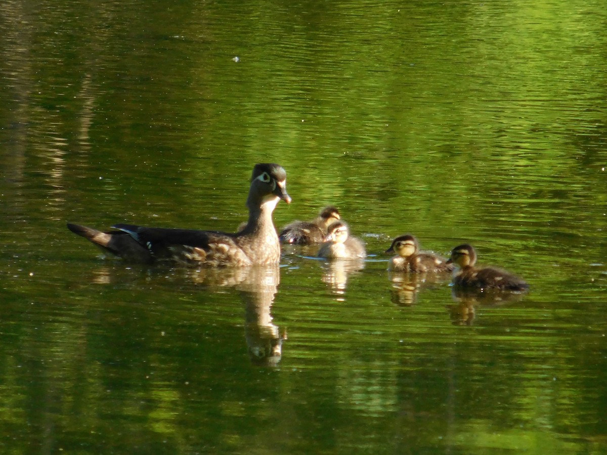 Wood Duck - ML577274371