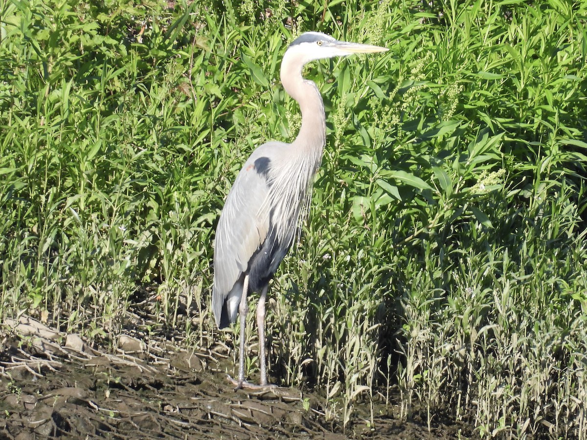 Great Blue Heron - ML577276771