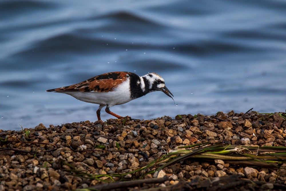 Ruddy Turnstone - ML577277251