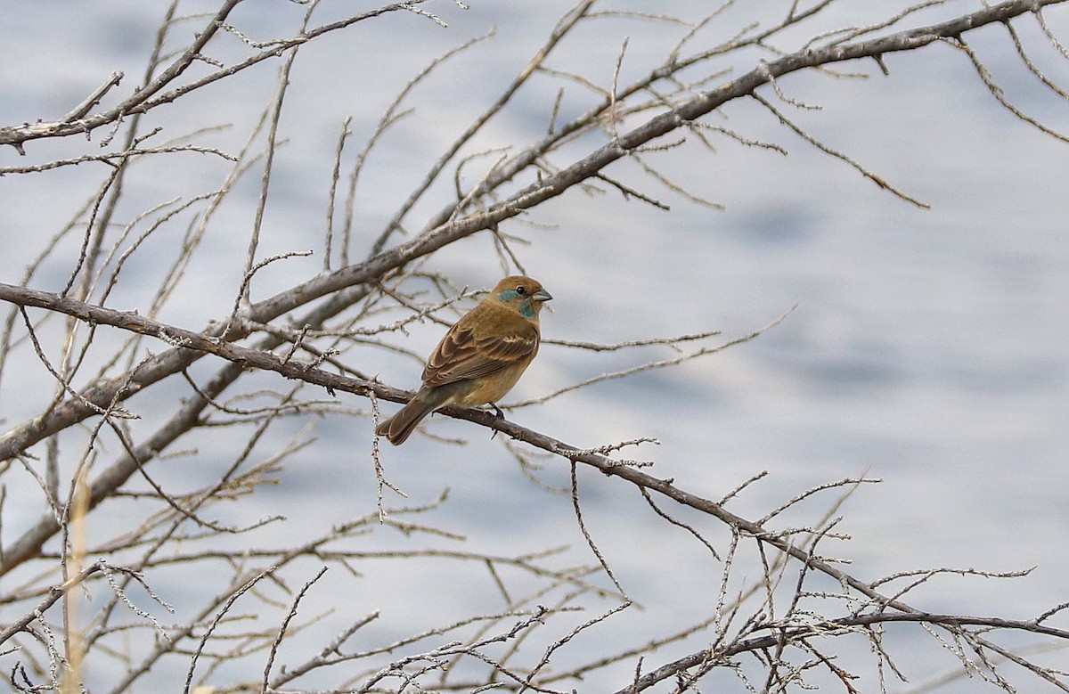 Lazuli Bunting - ML577277461