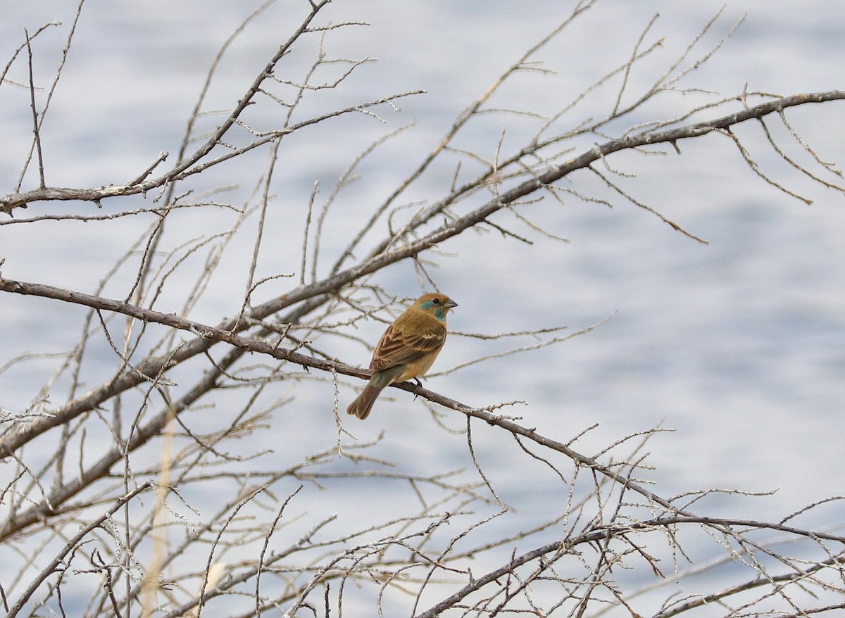 Lazuli Bunting - ML577277481