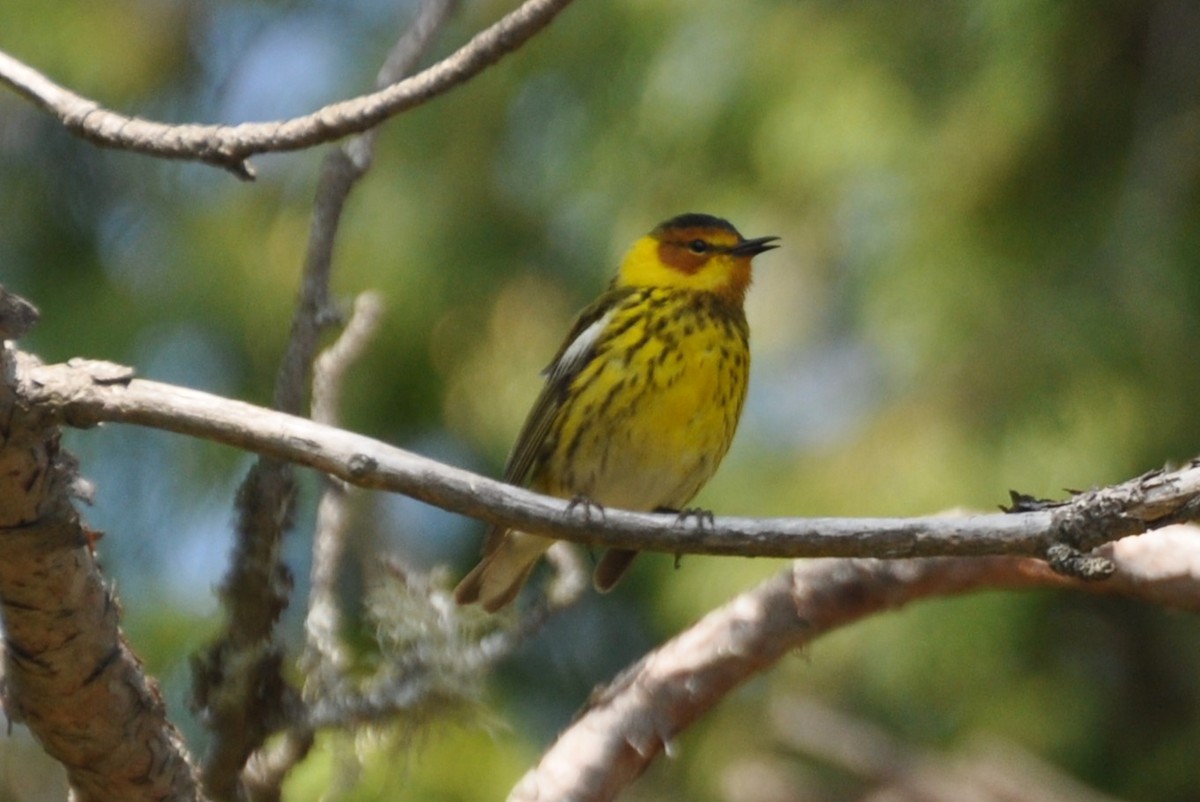 Cape May Warbler - Rebecca Rogge