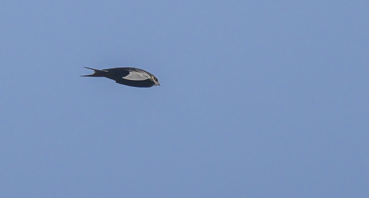 Martinet noir - ML577278031