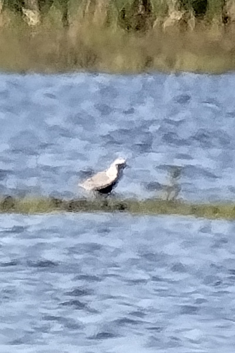 Black-bellied Plover - K K