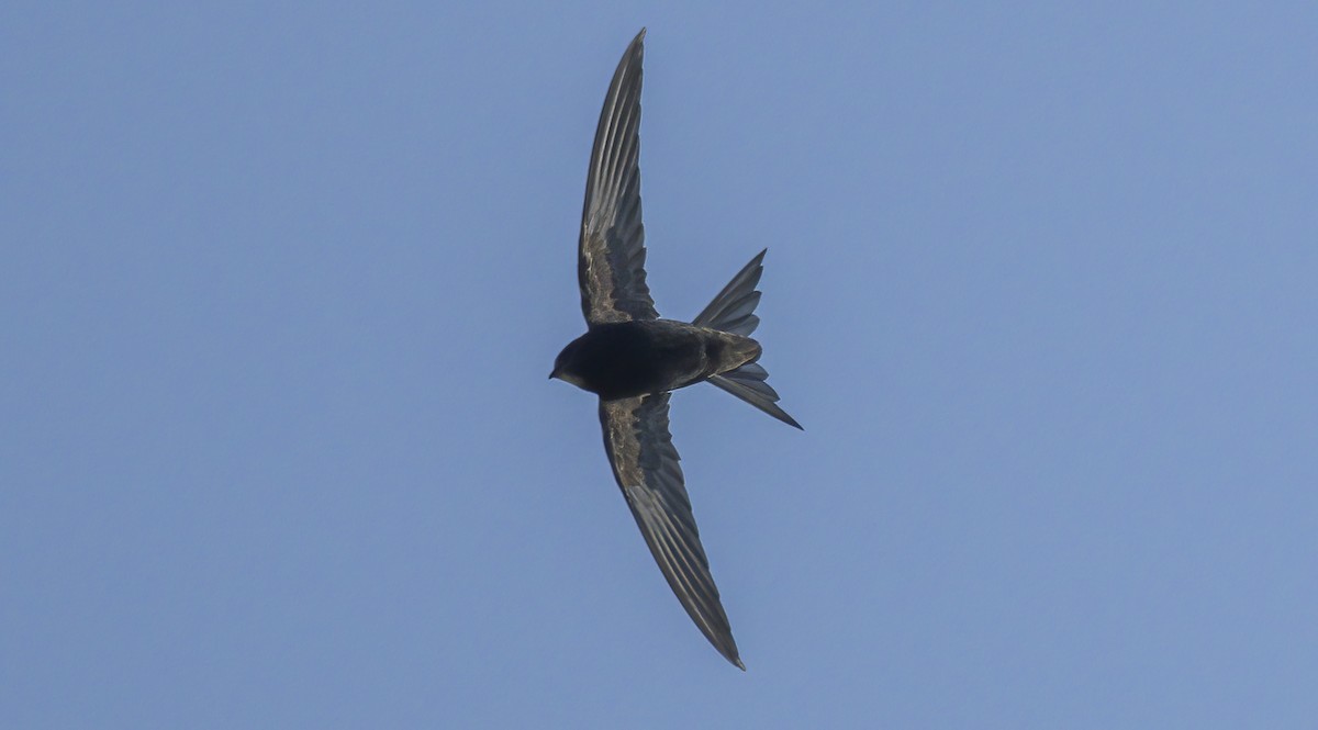 Martinet noir - ML577278251