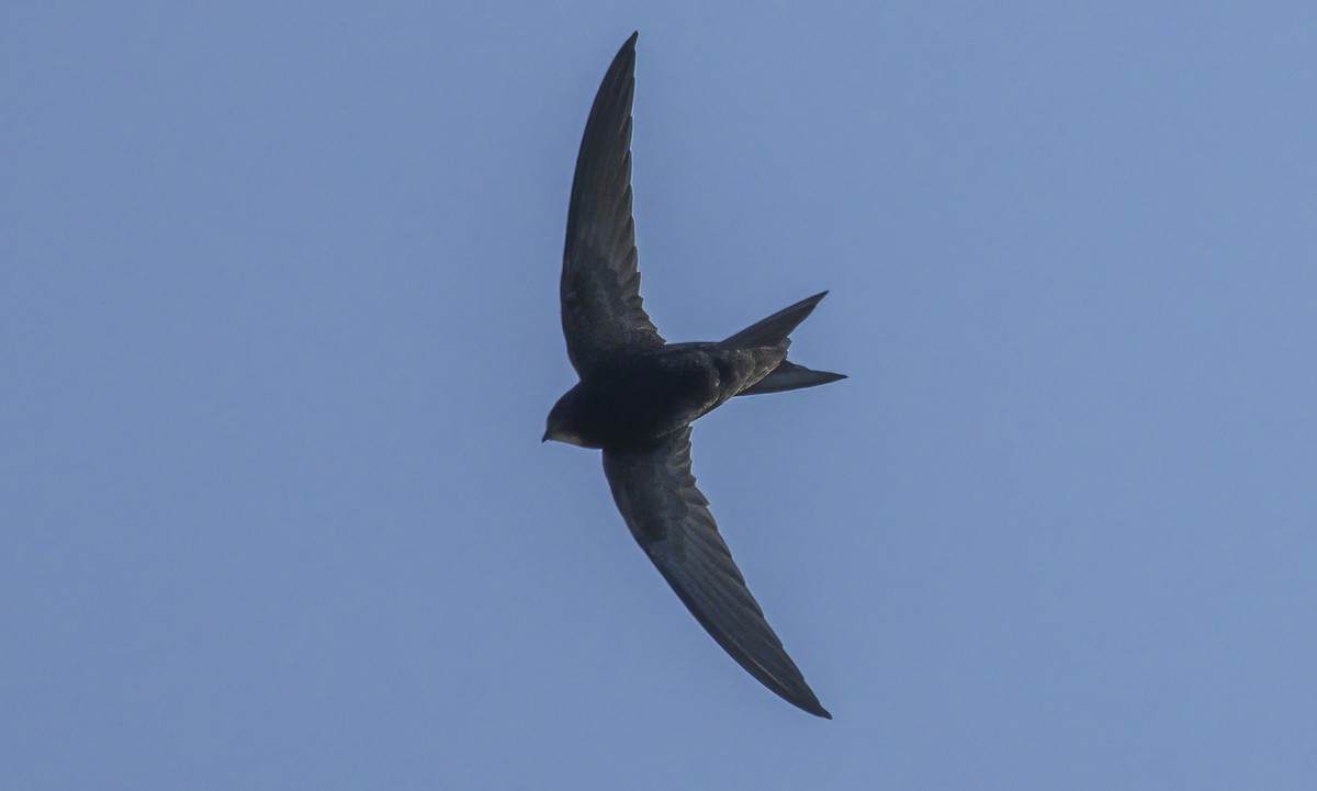 Martinet noir - ML577278271