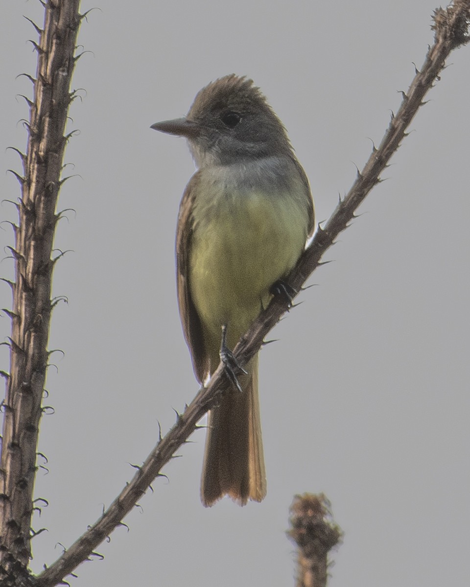 Great Crested Flycatcher - ML577278901