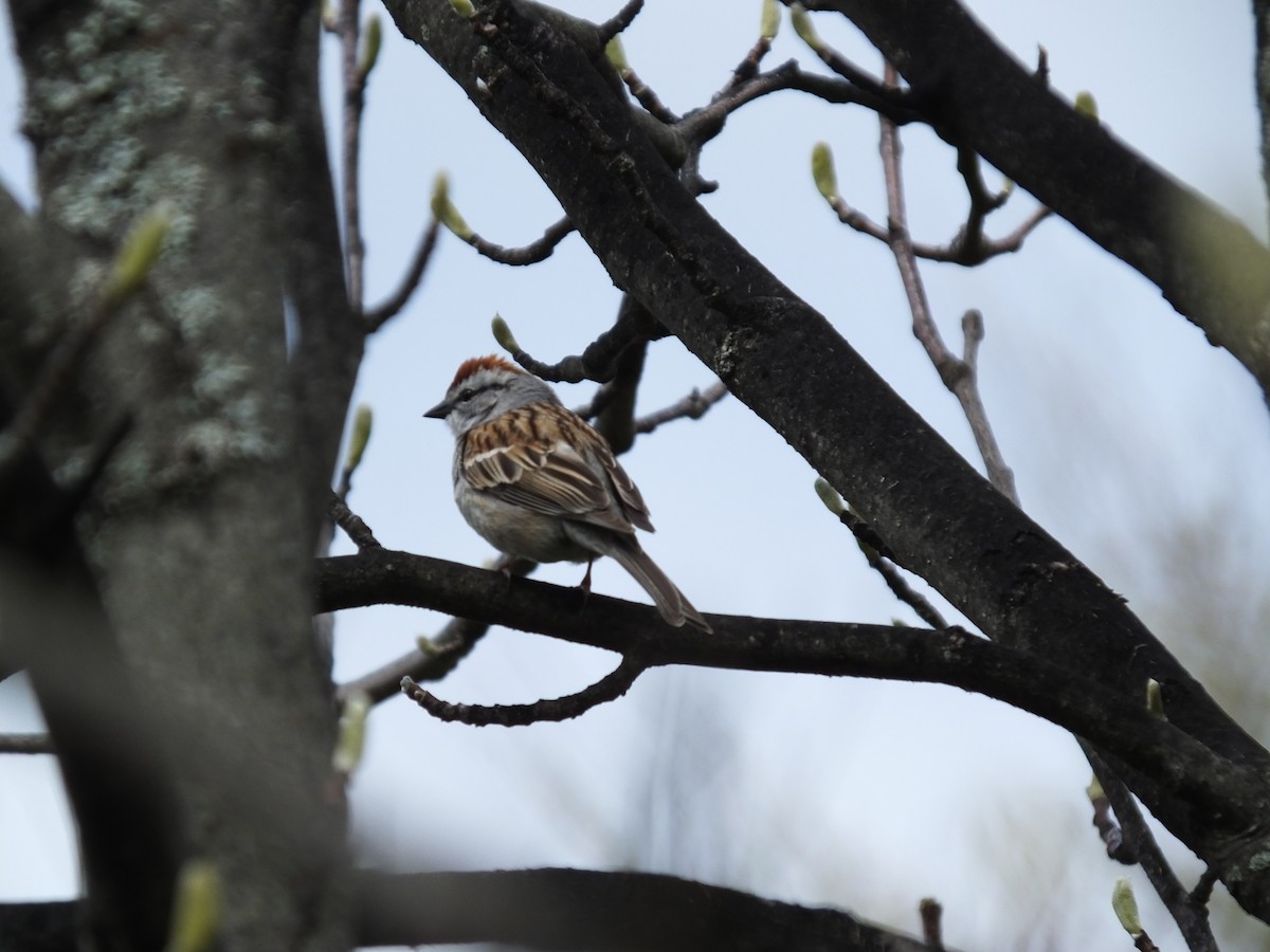 Chipping Sparrow - ML57727891
