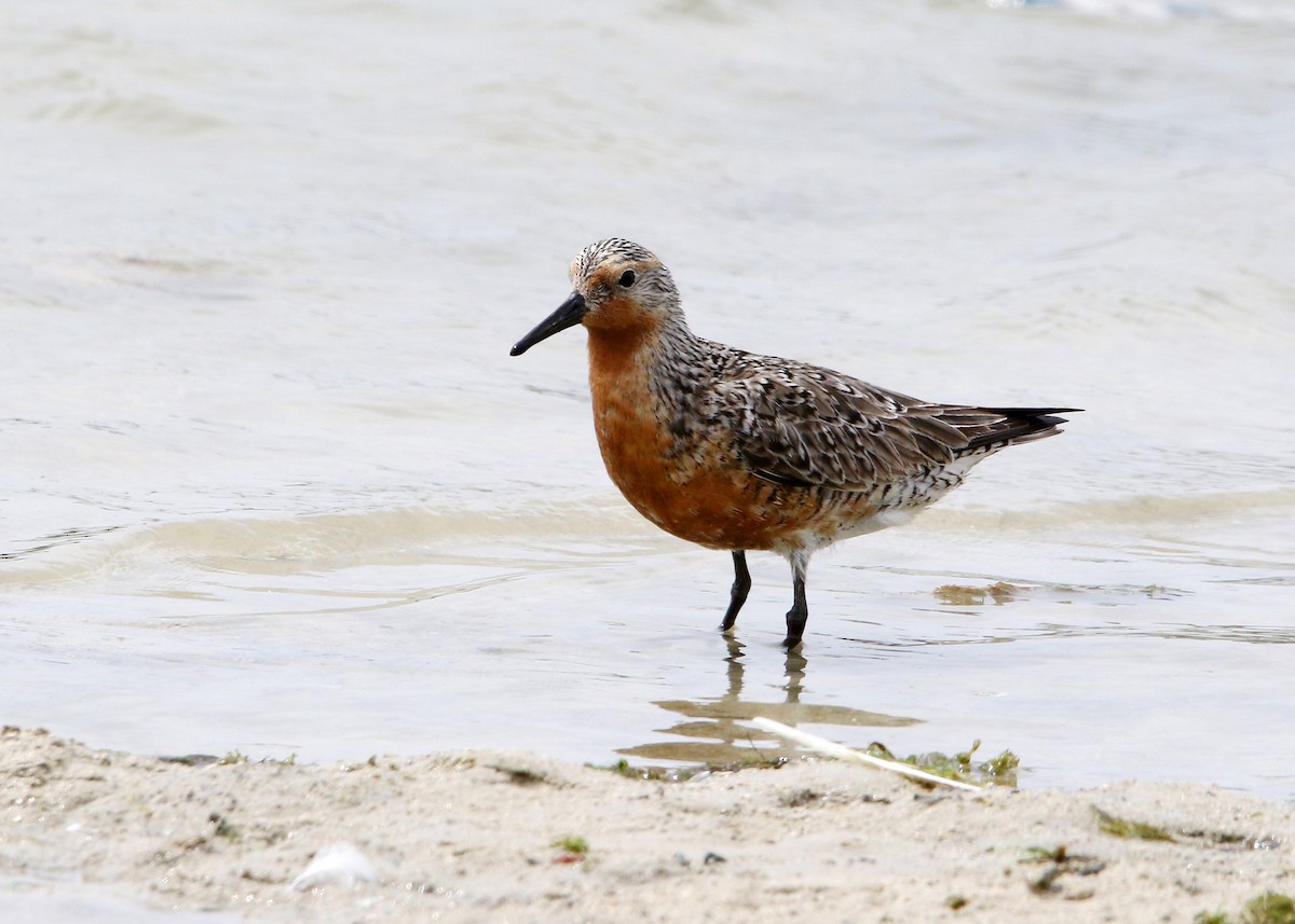 eBird Checklist - 25 May 2023 - Maumee Bay SP--Inland Beach - 8 species