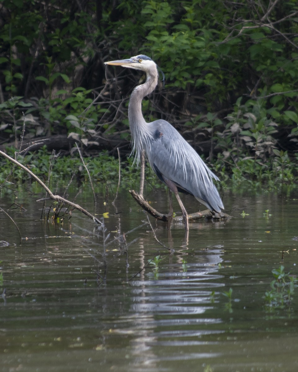 Great Blue Heron - ML577279091