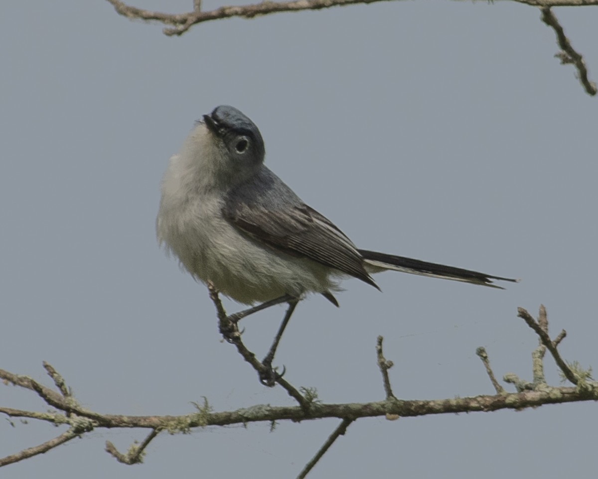 Blue-gray Gnatcatcher - ML577279191
