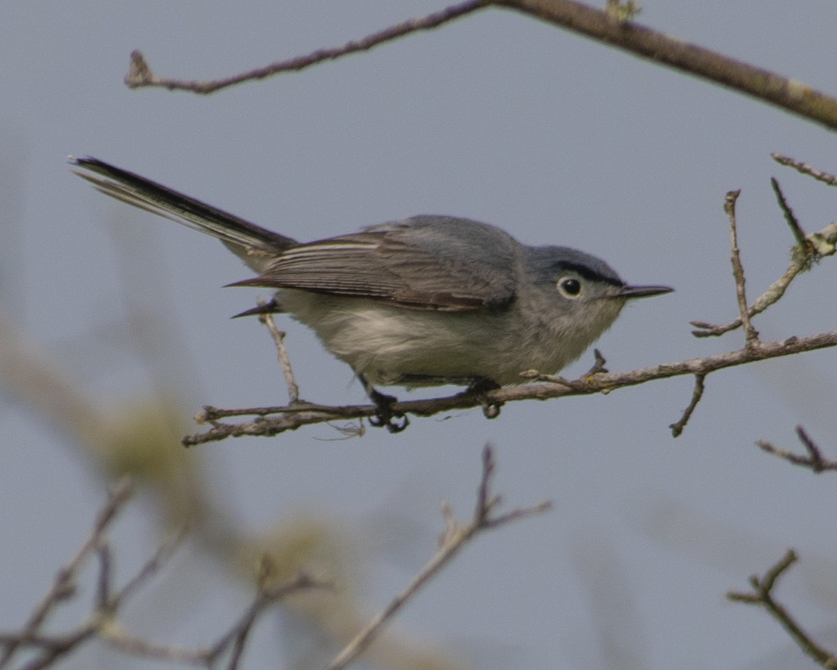 Blue-gray Gnatcatcher - ML577279201