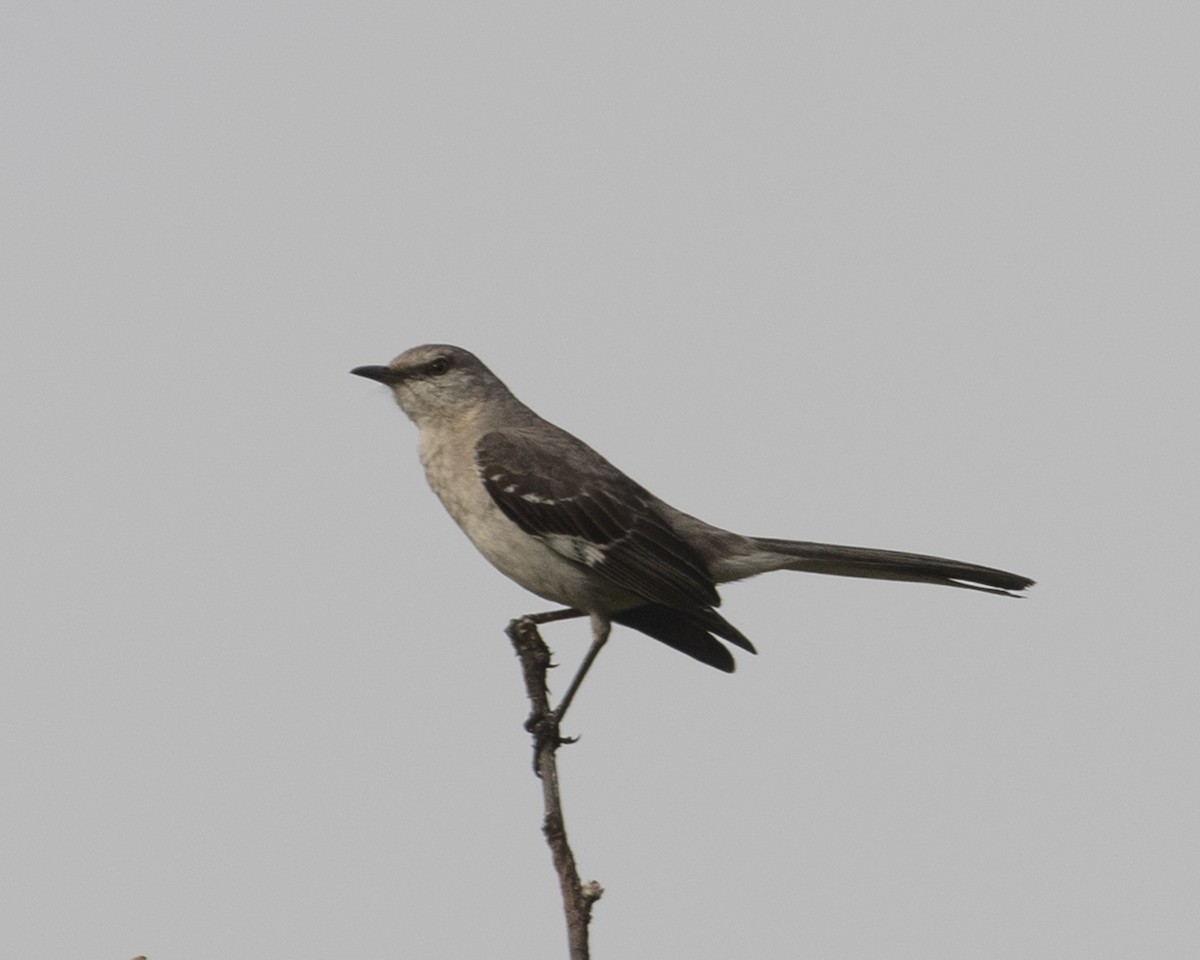 Northern Mockingbird - ML577279251