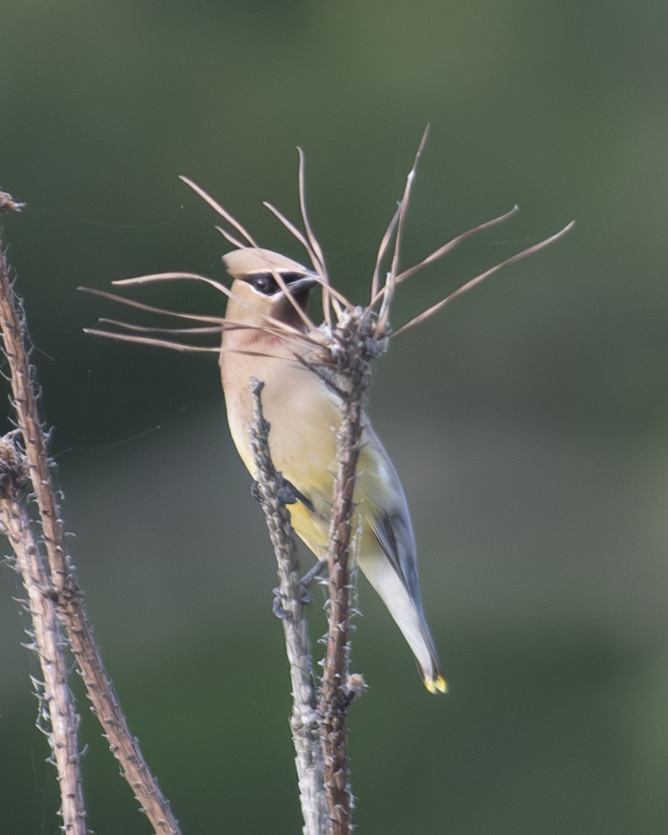 Cedar Waxwing - ML577279391