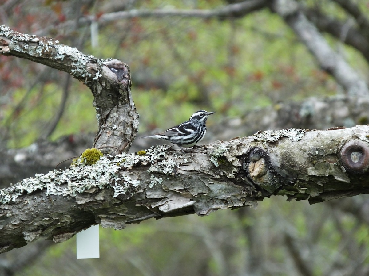 Black-and-white Warbler - Tarren Giberti