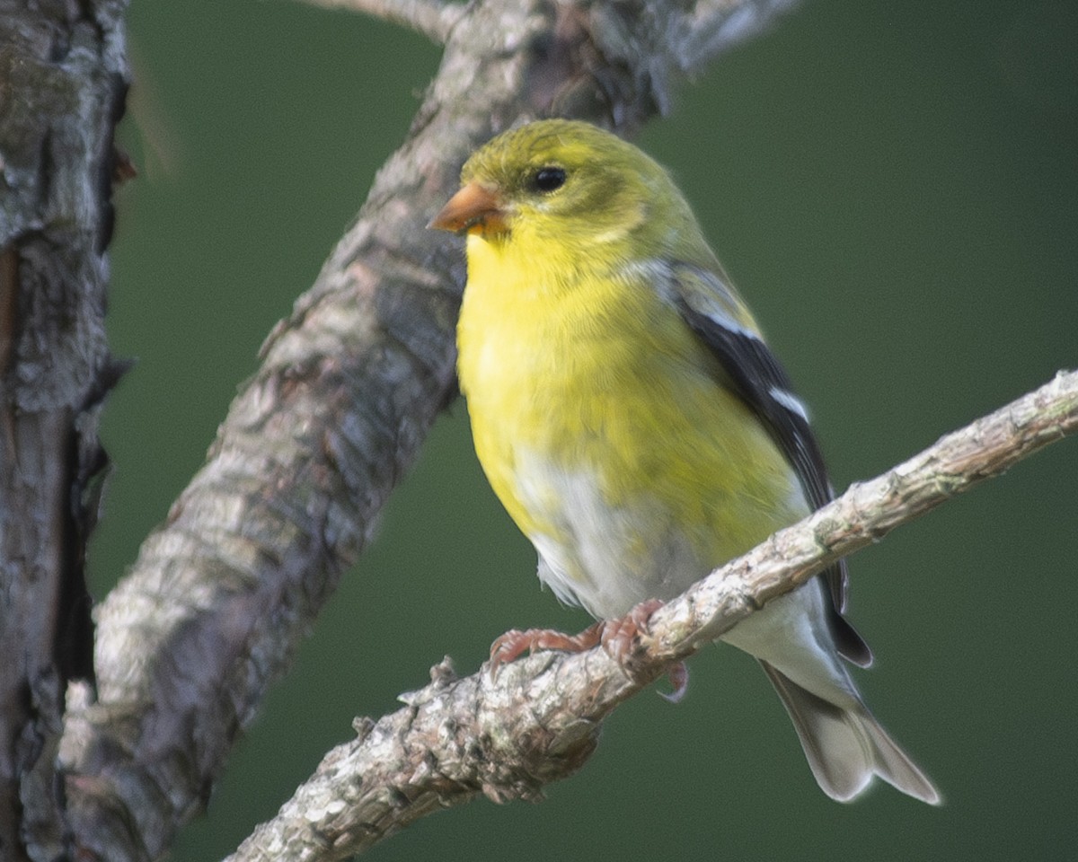 American Goldfinch - ML577279491