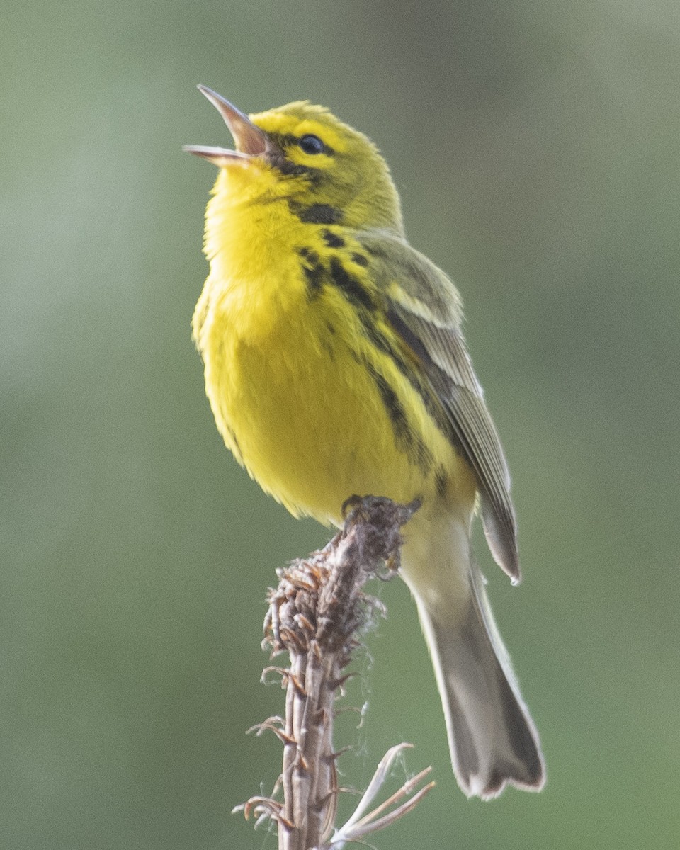 Prairie Warbler - ML577279781