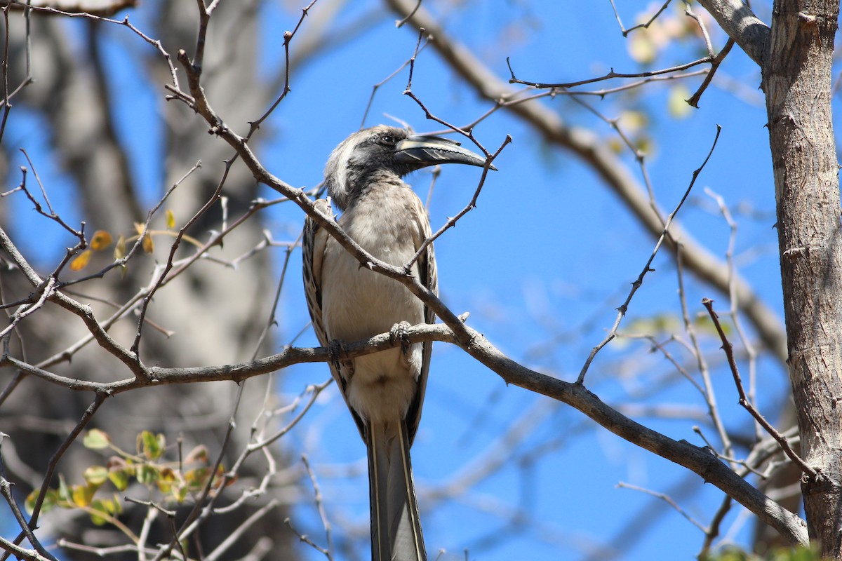African Gray Hornbill - Thomas Plath