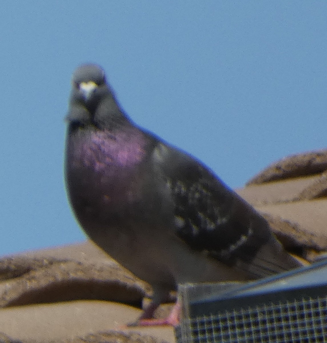 Rock Pigeon (Feral Pigeon) - Vince Folsom