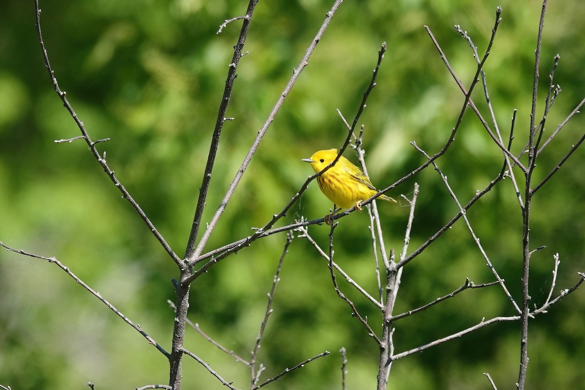 Yellow Warbler - ML577280991