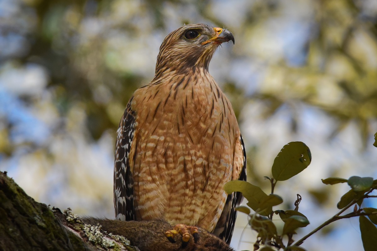 Red-shouldered Hawk - ML577281031
