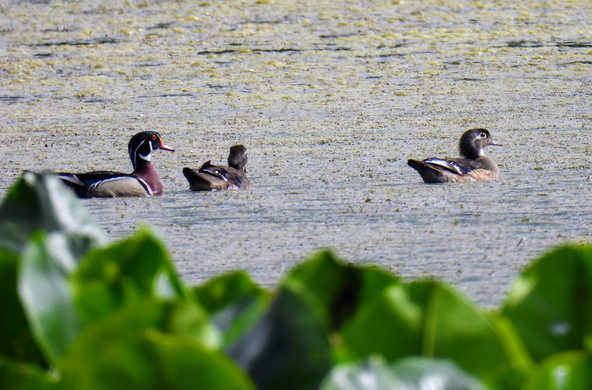 Wood Duck - ML577282271