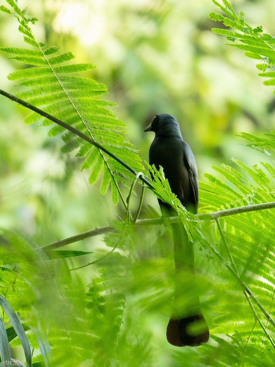 Racket-tailed Treepie - T I