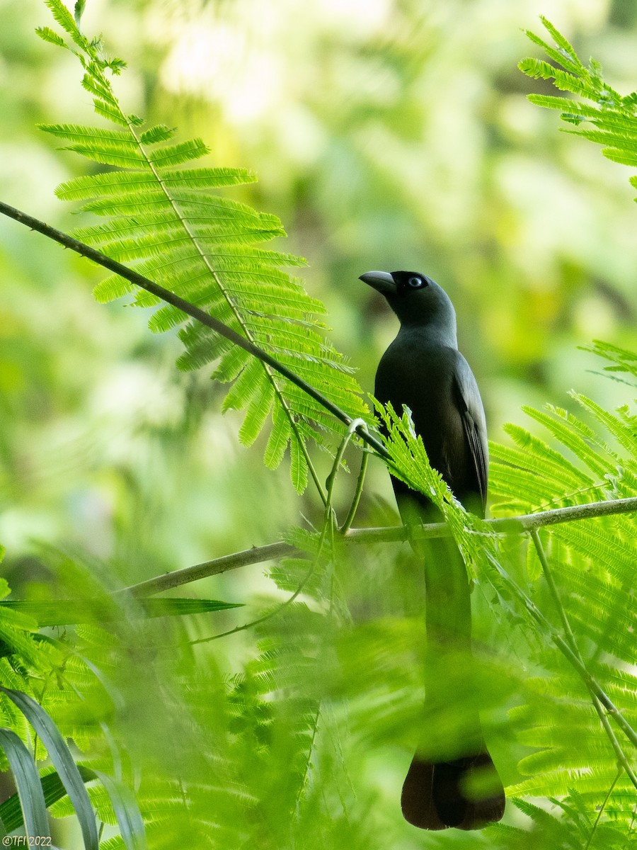 Racket-tailed Treepie - ML577282391