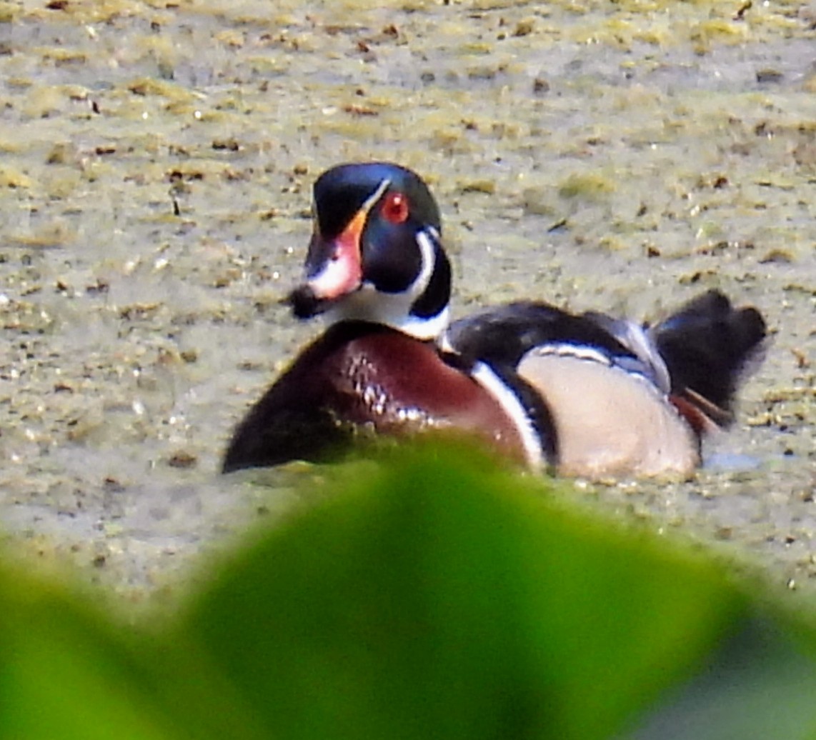 Wood Duck - ML577282431