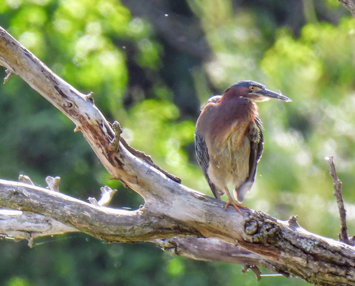 Green Heron - ML577282491