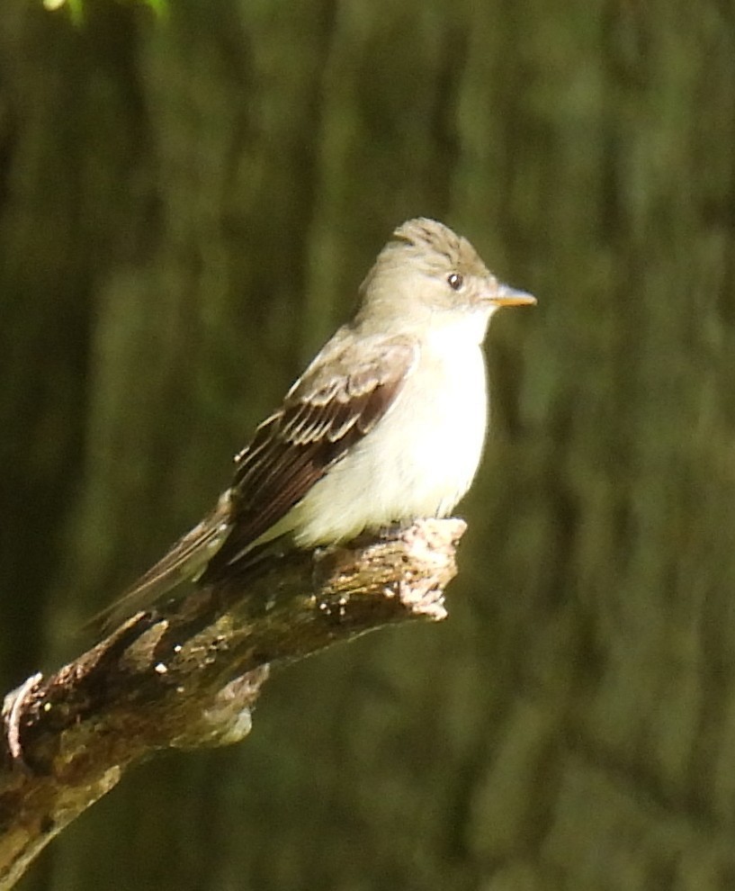 Willow Flycatcher - ML577282541