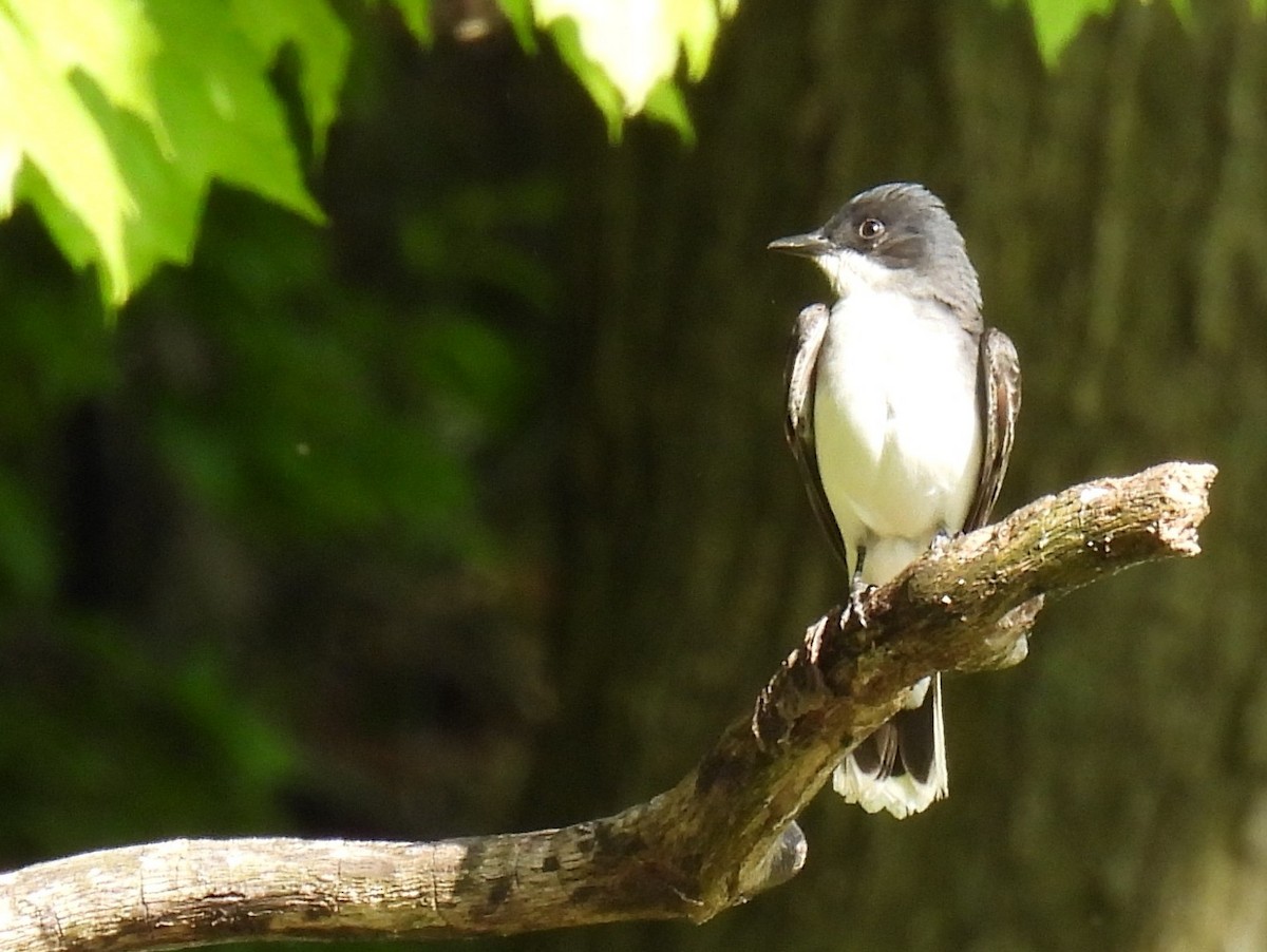 Eastern Kingbird - ML577282571