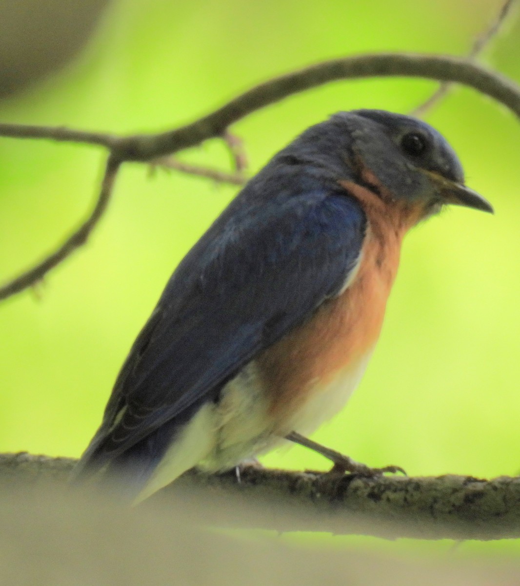 Eastern Bluebird - ML577282931