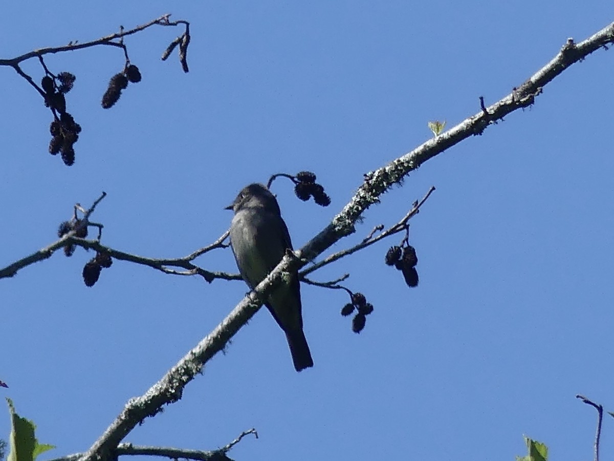 Western Wood-Pewee - ML577283531