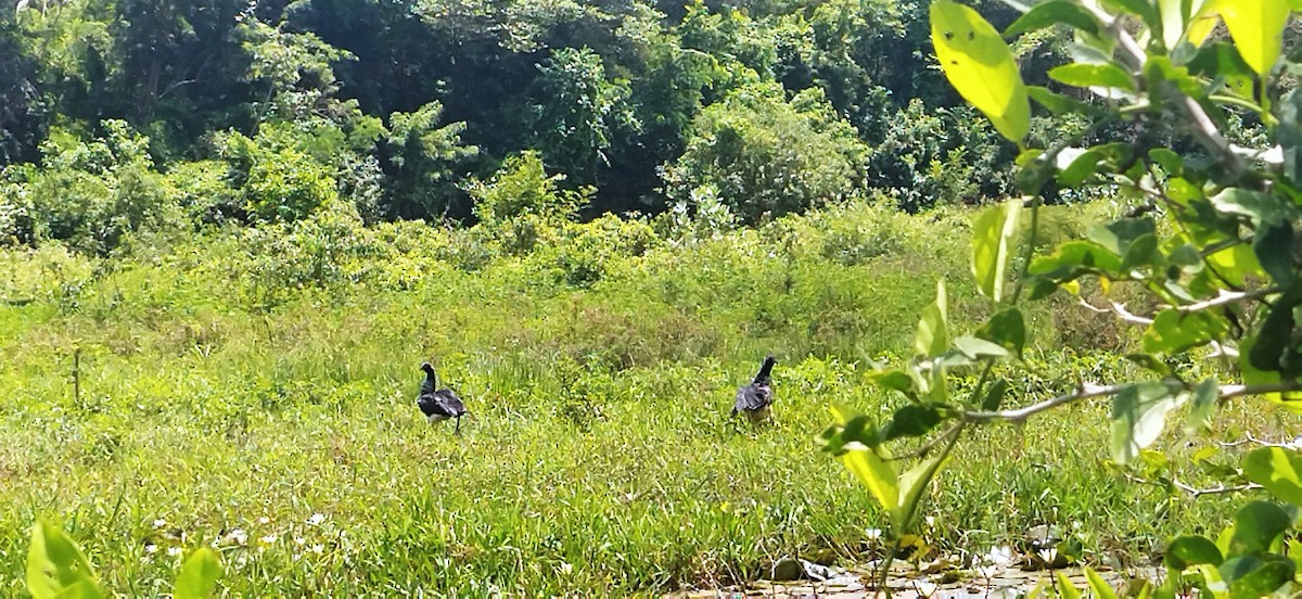 Horned Screamer - ML577283601