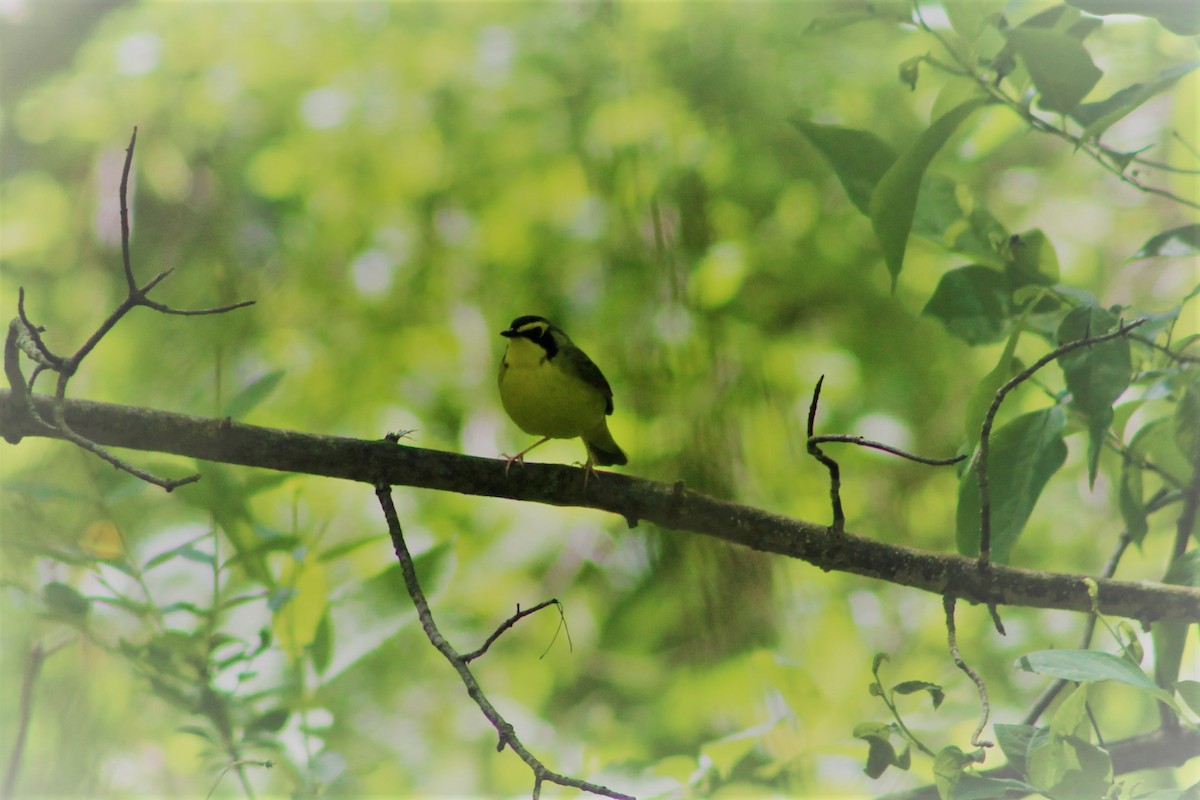 new world warbler sp. - ML577284021