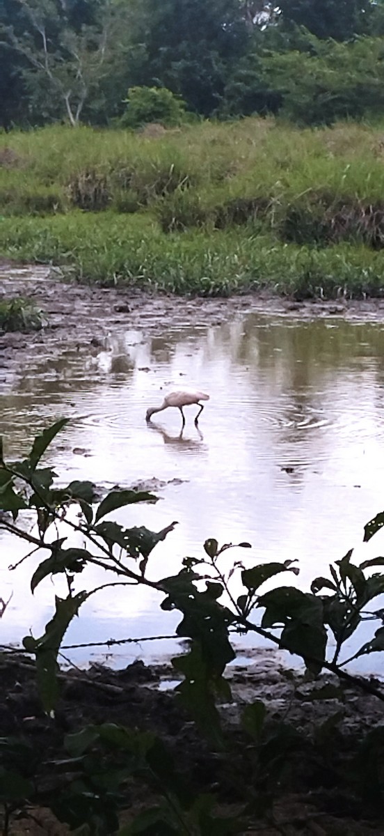 Roseate Spoonbill - ML577285251