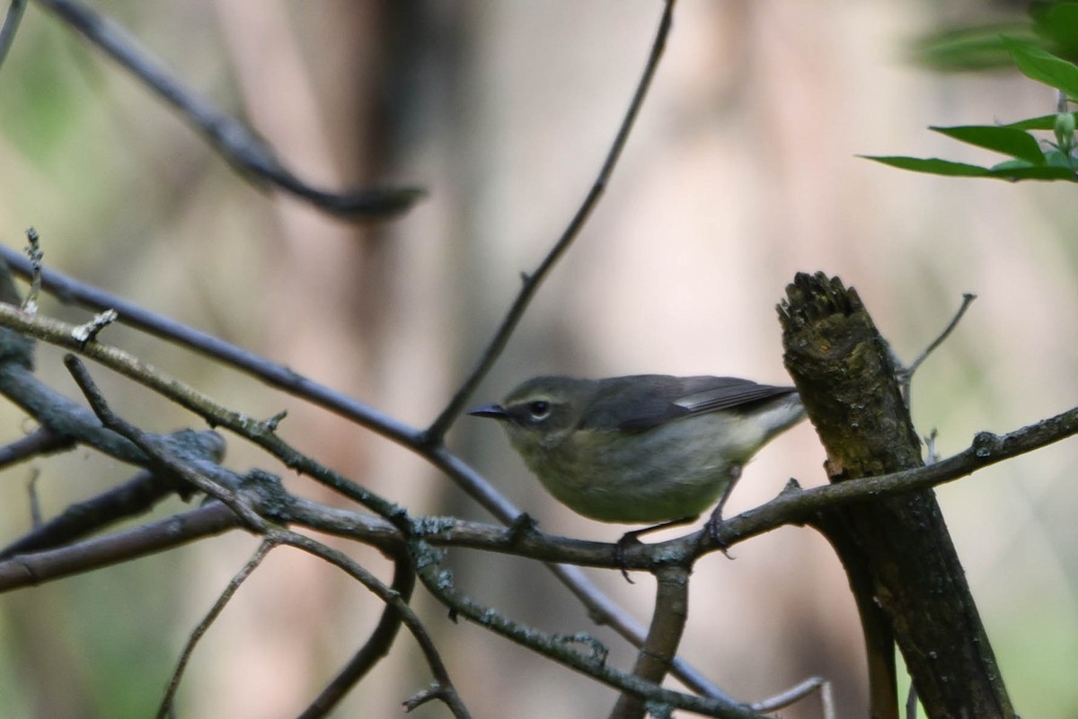 Blaurücken-Waldsänger - ML577286761