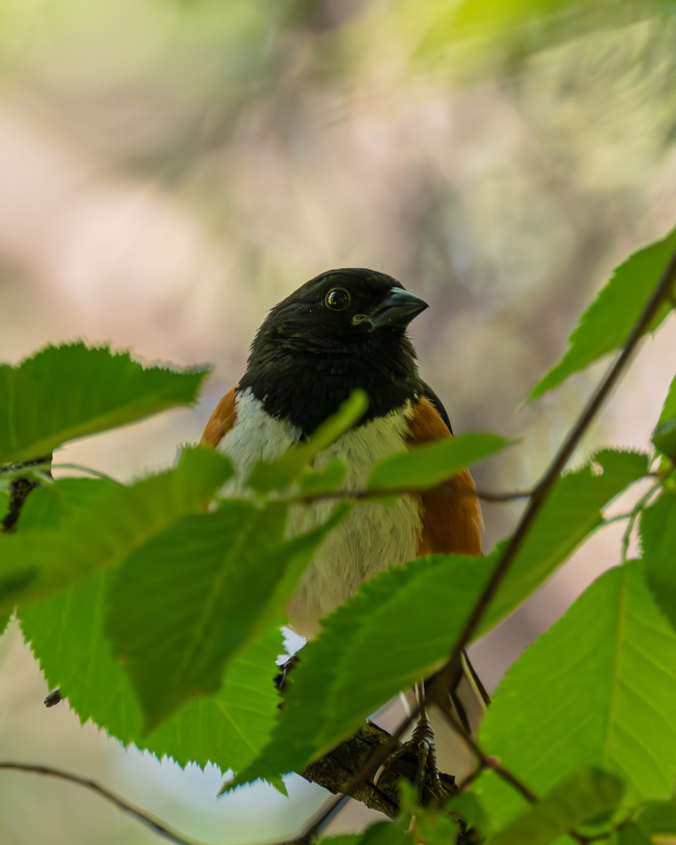 Eastern Towhee - Peter Rosario